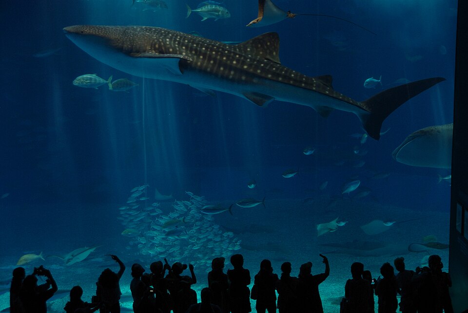 沖縄美ら海水族館のジンベエザメ